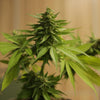Safe Weed for Beginners: How to Start Smart, Calm, and In Control