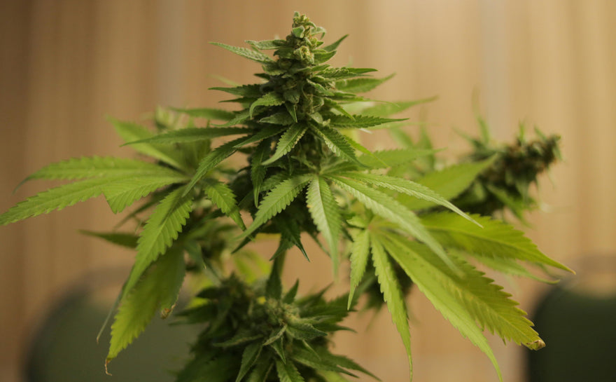 Safe Weed for Beginners: How to Start Smart, Calm, and In Control
