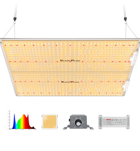 Bloom Plus Full Spec. LED Lights