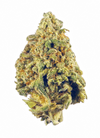 Doc OG - Hybrid