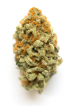 GMO Cookies - Hybrid
