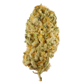 Jack Herer - Sativa