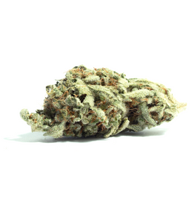 Animal Sherb - Hybrid