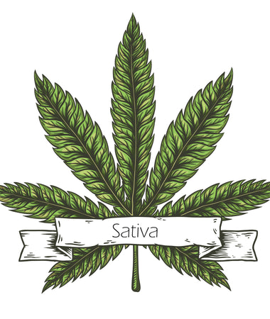 Sativa