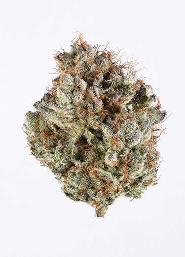 White Truffle - Sativa Hybrid