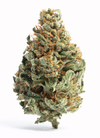 Orange Cream Pop - Hybrid