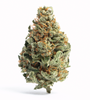 Orange Cream Pop - Hybrid